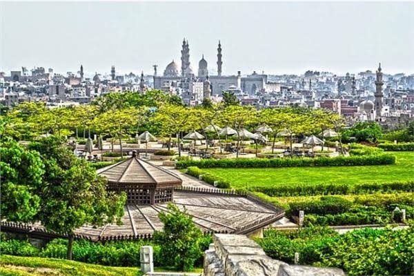 amr-adib-calls-for-urgent-decision-to-regulate-tree-cutting-in-egypt