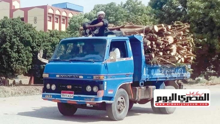 Al-Masry Al-Youm reports ongoing removal of old trees in three governorates al-masry-al-youm-reports-ongoing-removal-of-old-trees-in-three-governorates