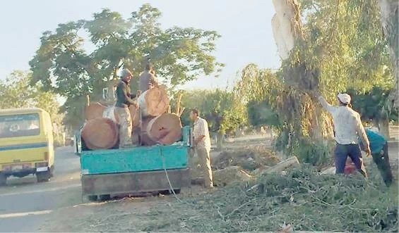 official-dismissed,-3-suspects-apprehended-for-tree-felling-in-kafr-al-sheikh-and-gharbiya