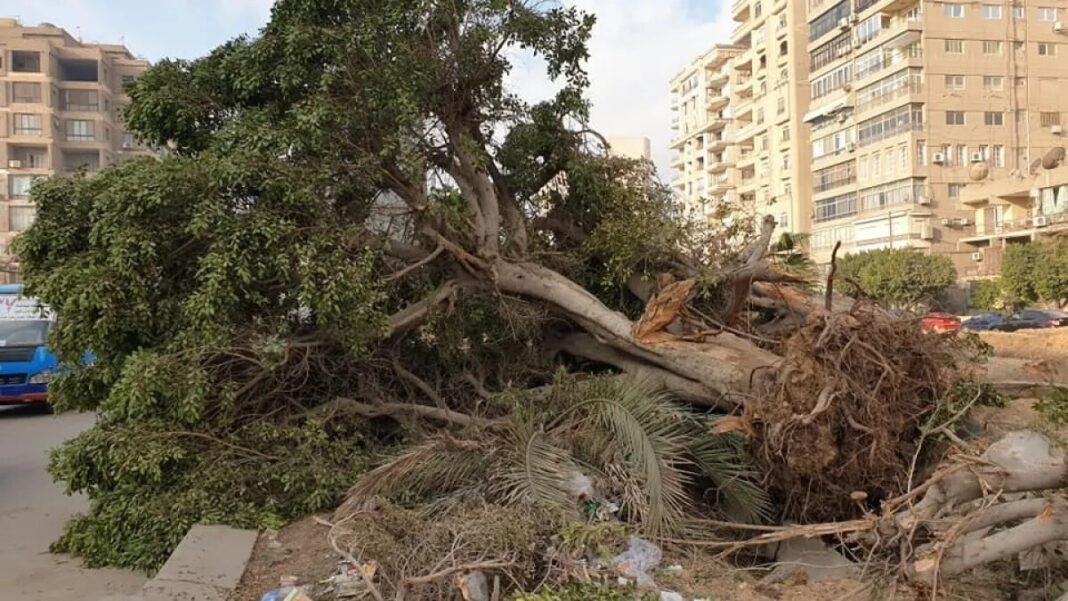 Sharqiya Governorate imposes total ban on tree cutting to save greenery sharqiya-governorate-imposes-total-ban-on-tree-cutting-to-save-greenery