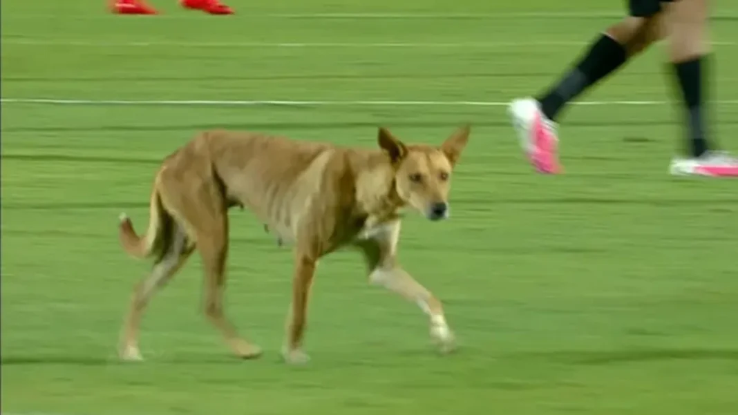 video:-stray-dog-invasion-at-egyptian-premier-league-match-sparks-fierce-online-debate